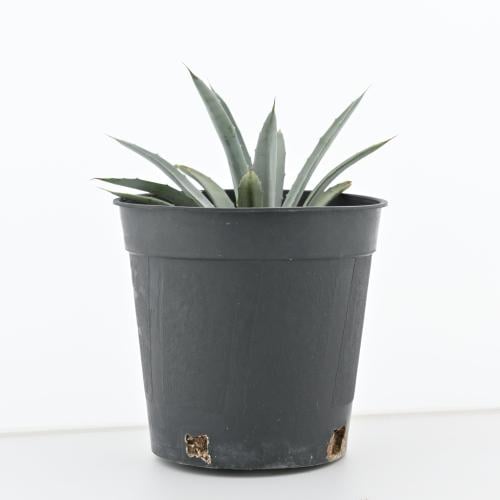 الصبار ذو الأشواك السوداء 'أغاف ماكروكانثا'