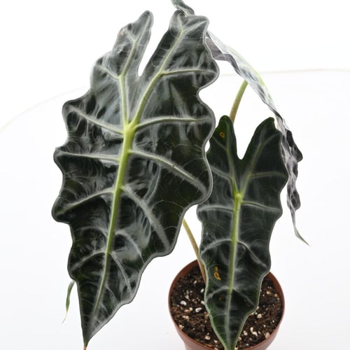 ألوكاسيا سيلفر دراجون / قشور التنين