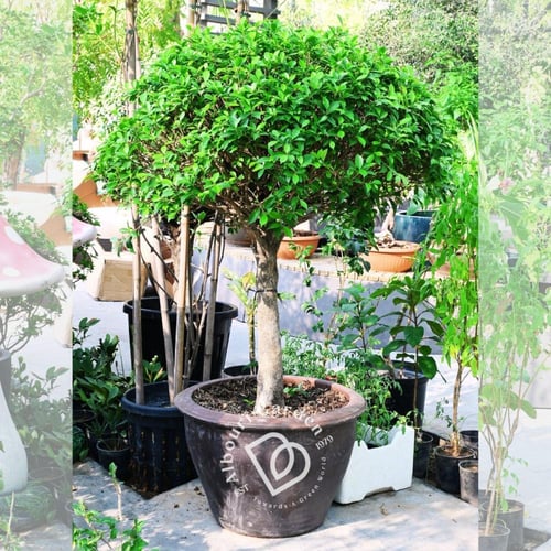 فيكس بنجامينا 'تين البكّاء'