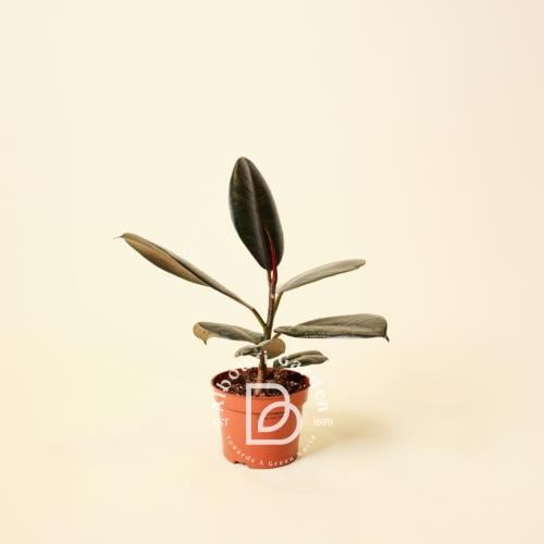 فيكس إيلاستيكا 'روبي'