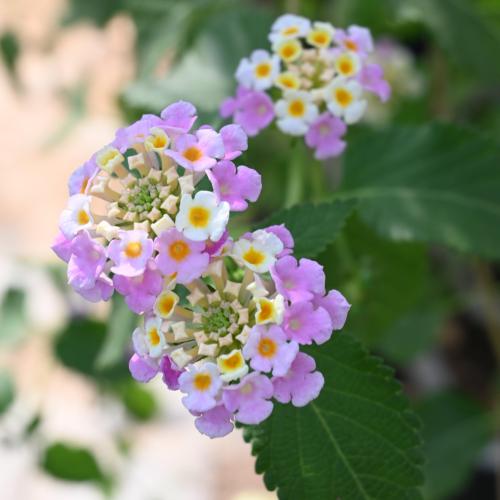 لانتانا 'لانتانا كامارا'