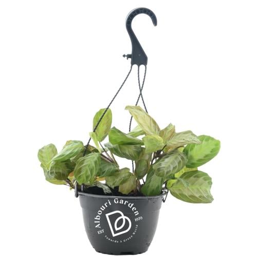 مارانتا ليوكونيورا 'نبات الصلاة'