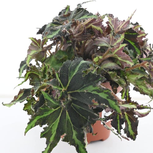 بيغونيا ريكس