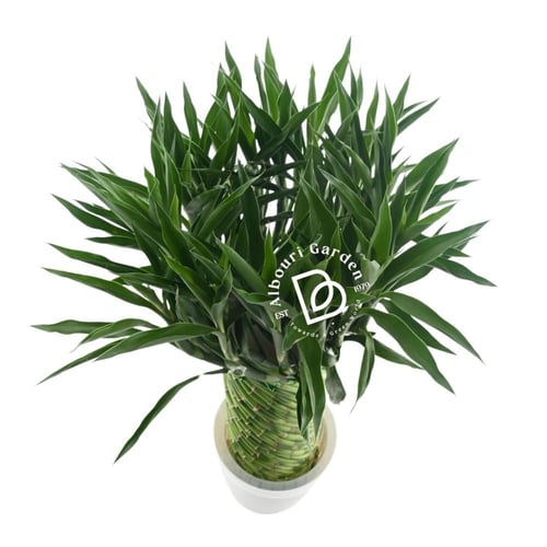 دراسينا ساندريانا 'الخيزران المحظوظ'