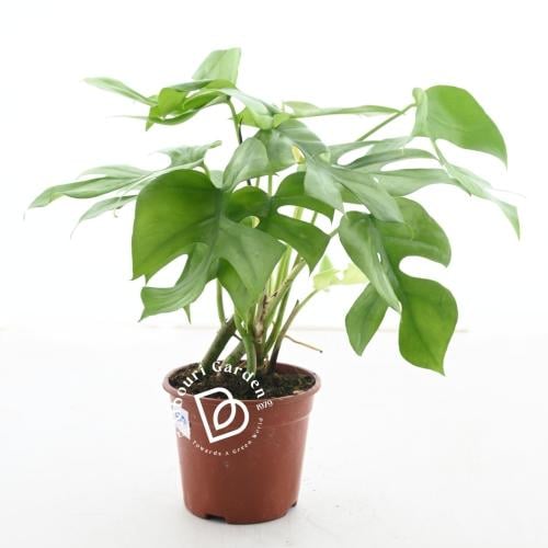 مونستيرا ديليسيوسا