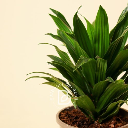 دراسينا 'كومباكتا'