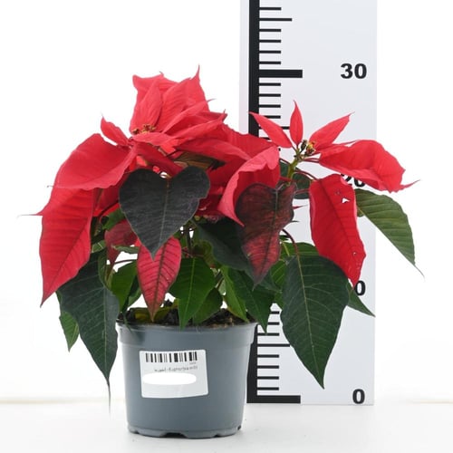 يوفوربيا 'بونسيتيا'