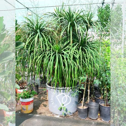 يوكا فيلامينتوسا