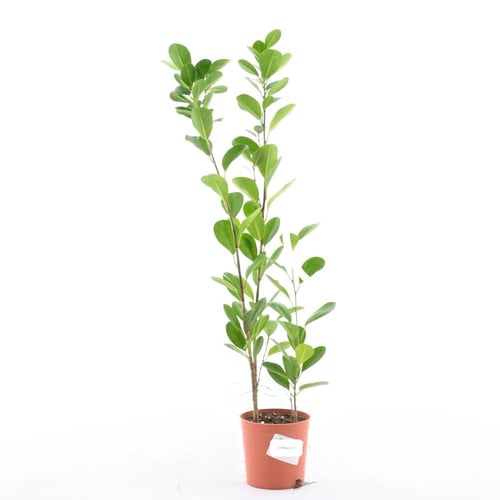 فيكس ريتوسا 'باندا'