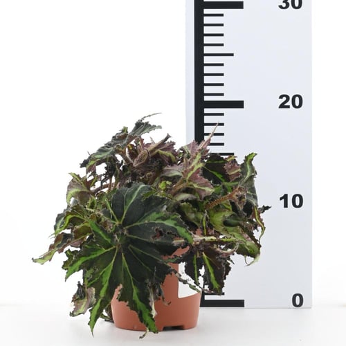 بيغونيا ريكس