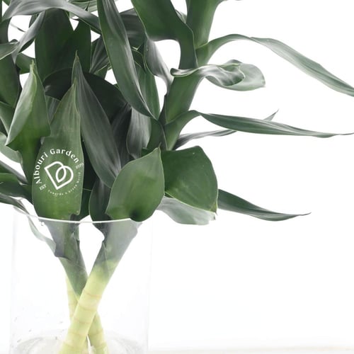 دراسينا ساندريانا 'الخيزران المحظوظ'