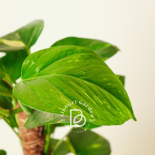 بوثوس الذهبي 'إيبيبرمنوم أوريوم'