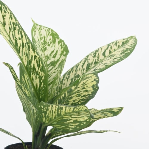 القصب البكم (ديفنباخيا سيجوين)