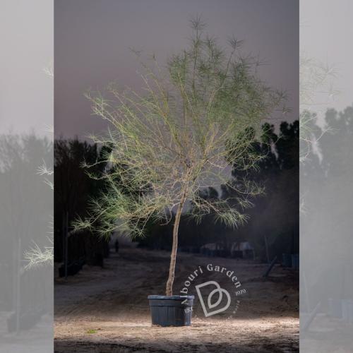 باركنسونيَا أكولياتا 'شوك أورشليم'