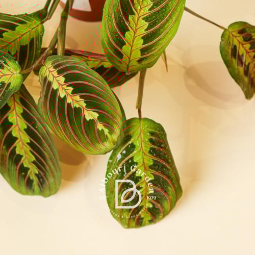 Maranta Leuconeura 'Prayer Plant'