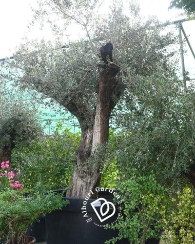 شجرة الزيتون القزمي 'أوليا يوروبايا'