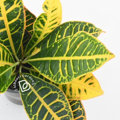 كروتون 'كوديوم فاريغاتوم بيترا'