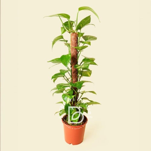 بوثوس الذهبي 'إيبيبرمنوم أوريوم'