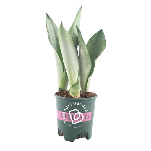 الثعبان/سانسيفيريا تريفاسييتا 'دراسينا تريفاسييتا'