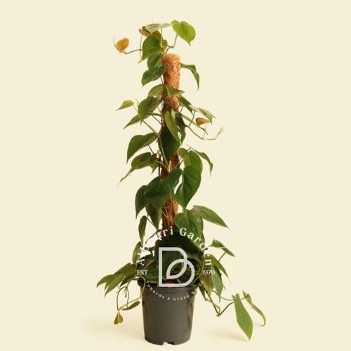 فيلوديندرون أوراق القلب