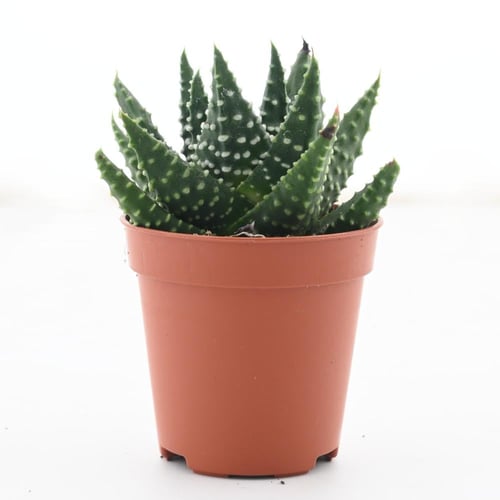 صبار صغير 'فصيلة الصباريات'