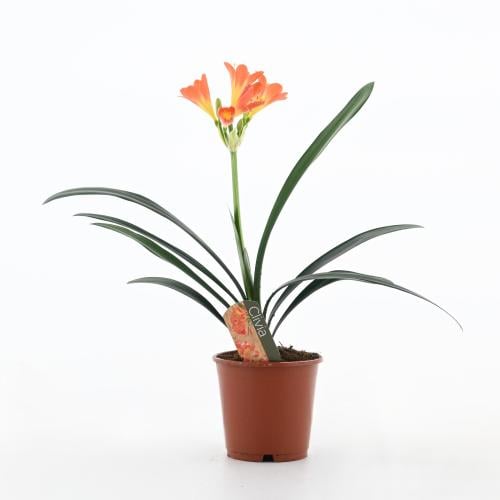 كلفيا مينيّاتا 'زنبق الأدغال'