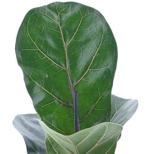 فيكس ليراتا 'نبتة التين القيثاري'