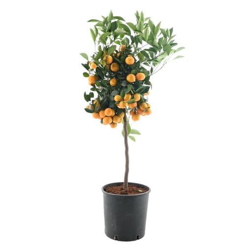 سيتروس ميتيس 'كالاموندين'