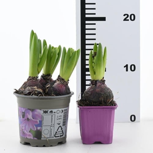 بصيلات الأمارلس