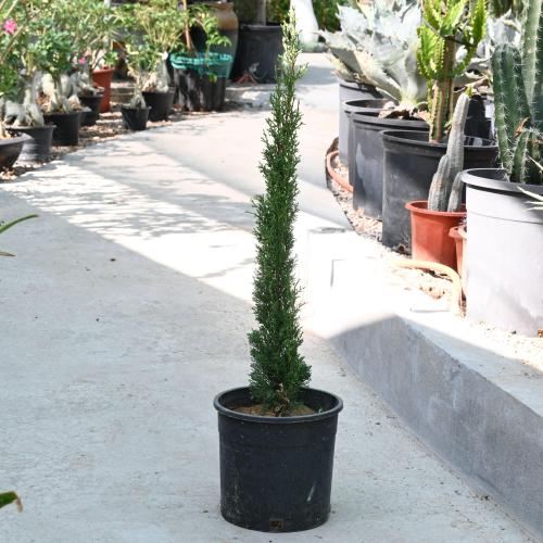 سرو داخلي 'كوبريسوس سيمبرفيرينس'