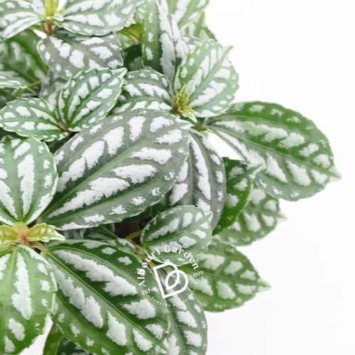 بيليا كاديري / نبتة الألومنيوم