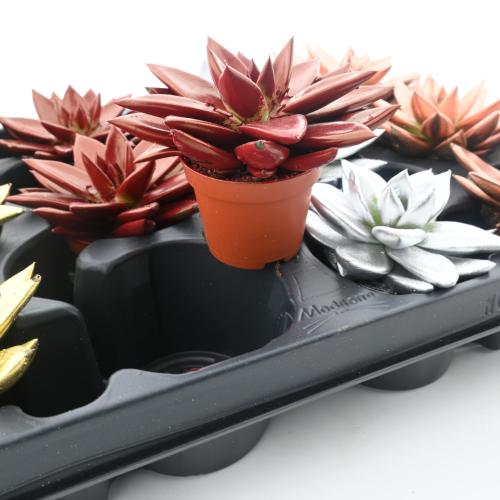 أغاف أتينواتا