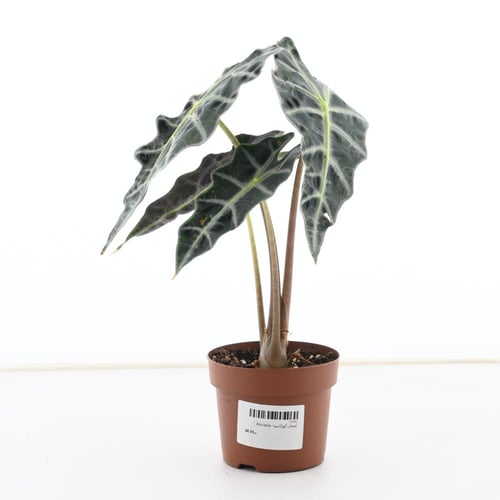 ألوكاسيا سيلفر دراجون / قشور التنين