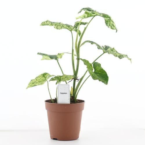 سينجونيم بودوفيلوم 'نبات رأس السهم'