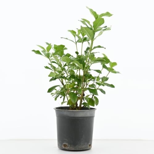 غاردينيا ياسمينويدس 'ياسمين الرأس'