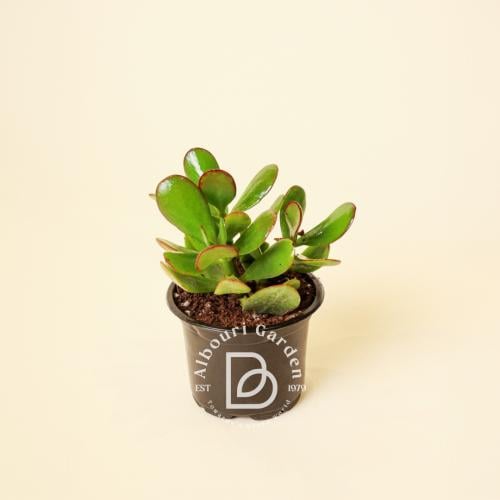 كراسولا أوفاتا 'الجاد'