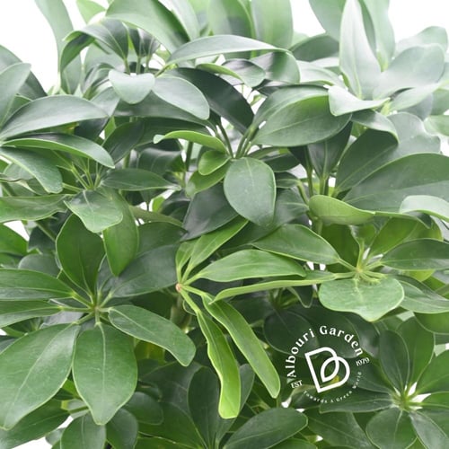 شيفليرا أربوريكولا المتنوعة