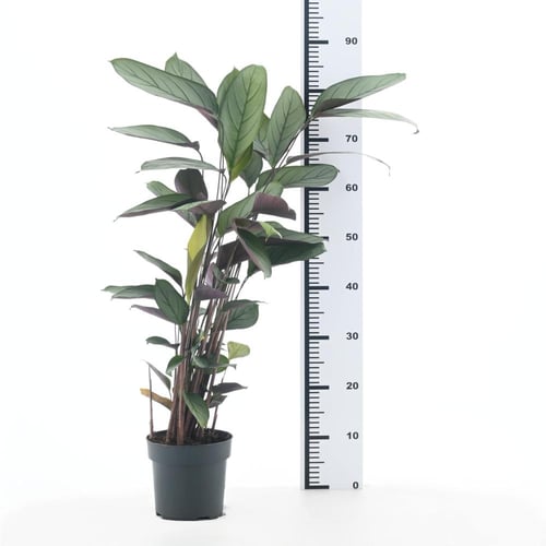 كالاتيا سيتوسا