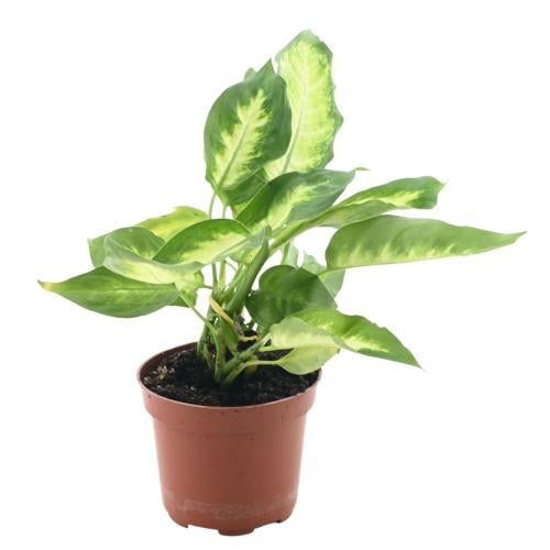 الدفنباخيا ديفينباتشيا سيجيني