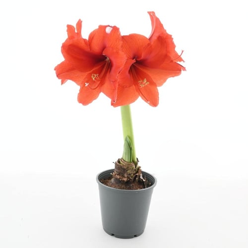 بصيلات الأمارلس