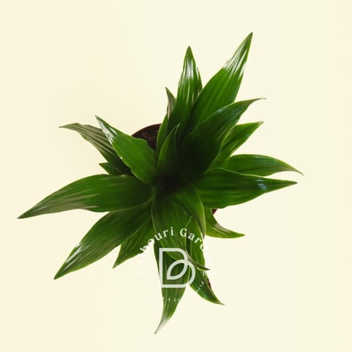 دراسينا 'كومباكتا'