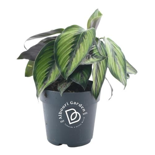 كالاثيا أورناتا 'بيوتي ستار'