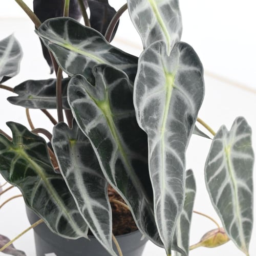 ألوكاسيا سيلفر دراجون / قشور التنين