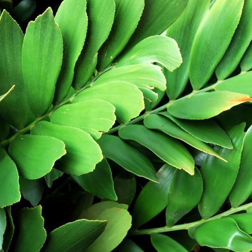 زاميا فورفوراسيا 'نخلة الورق المقوى'