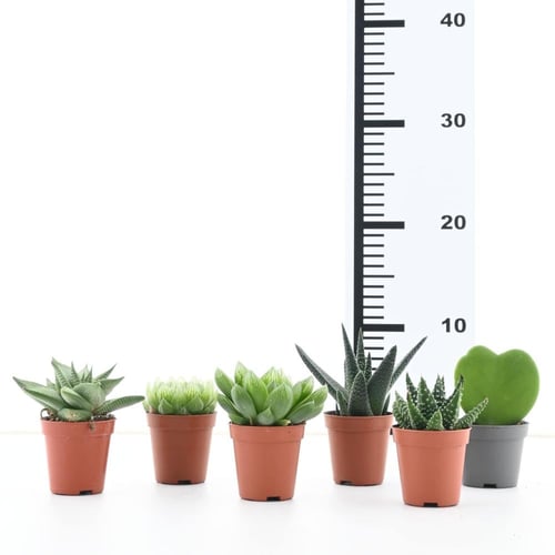 صبار صغير 'فصيلة الصباريات'