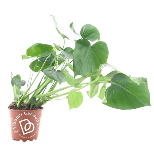 مونستيرا ديليسيوسا