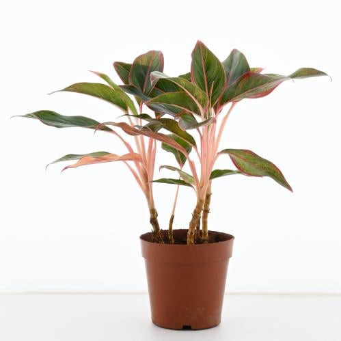 أجلونيما 'ريد سيام'