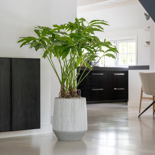 أحواض، مجموعة أحواض بخطوط بيضاء