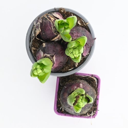 بصيلات الأمارلس