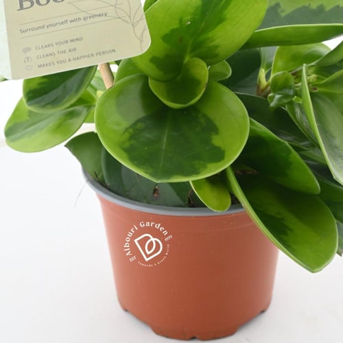 نبات المطاط الصغير 'بيبروميا أوبتسيفوليا'